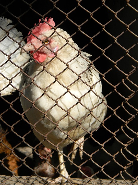 激发球员斗 激发球员斗