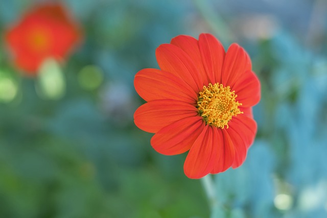 如皇家马德 如皇家马德